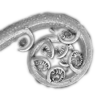 koru plant